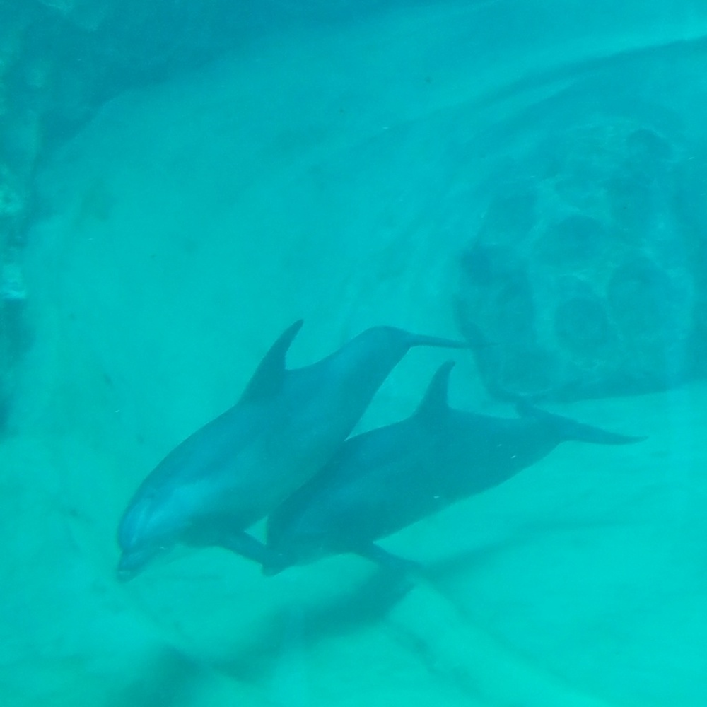 Meet your Posher, Denise